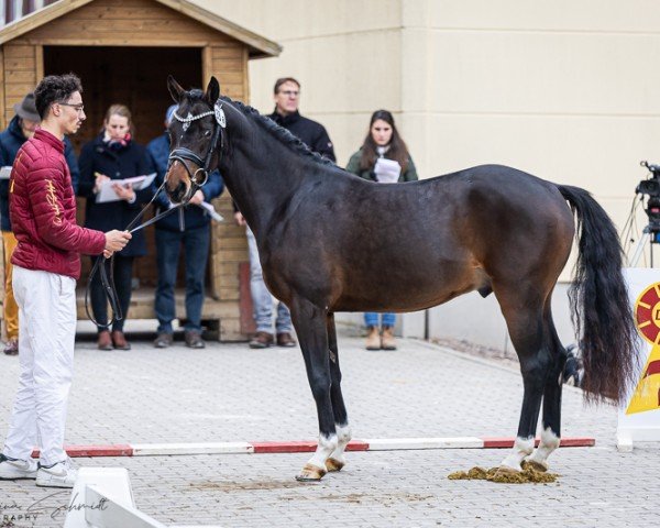 dressage horse For Freedom (German Riding Pony, 2022, from Für immer du)