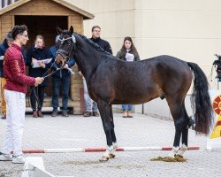 Dressurpferd For Freedom (Deutsches Reitpony, 2022, von Für immer du)