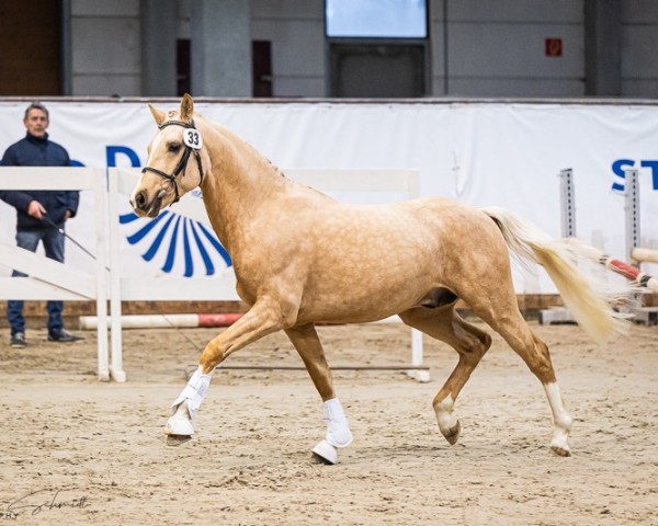 dressage horse Diamond Gold NB (German Riding Pony, 2021, from D-Gold AT NRW)