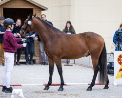 Dressurpferd Dropjes Darius (Deutsches Reitpony, 2022, von Dropje voor Dropje)