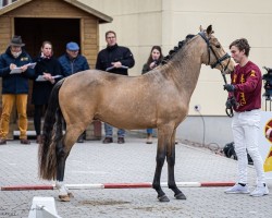 Dressurpferd Hengst von Candyman / Diego (Deutsches Reitpony, 2022, von Tackmann's Candyman)