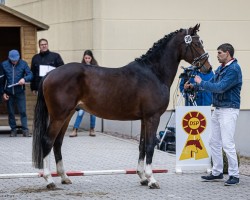 Springpferd Hengst von Steendieks Chambertin Junior / Coelenhage ́s Purioso (Deutsches Reitpony, 2021, von Steendieks Cahmbertin Jr.)