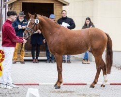 Springpferd Chardonnay (Deutsches Reitpony, 2022, von Campino 560)