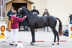 Dressurpferd Nobody is perfect NP (Deutsches Reitpony, 2022, von Nomax)