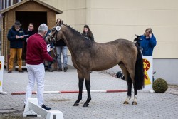 Pferd Milky Man (Deutsches Reitpony, 2022, von Mescal 15)