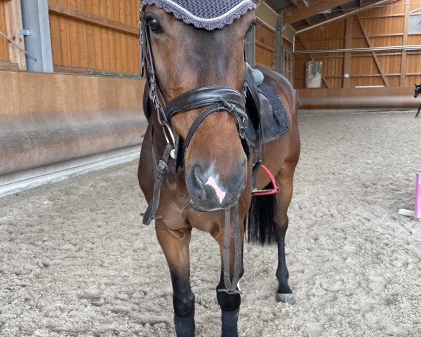 jumper Chandler (Oldenburg show jumper, 2019)