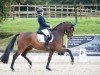 dressage horse Selected 4 (Hanoverian, 2018, from Sensation)