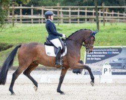 dressage horse Selected 4 (Hanoverian, 2018, from Sensation)