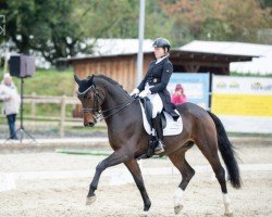 dressage horse Fynix (Hanoverian, 2017, from Tannenhof's Fahrenheit)