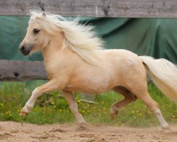 Pferd Dilarah von den Alleegärten (Shetland Pony (unter 87 cm), 2023, von Elmhorst Elliot)