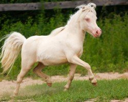 Fohlen von Chianti von den Alleegärten (Shetland Pony (unter 87 cm), 2024, von Elmhorst Elliot)