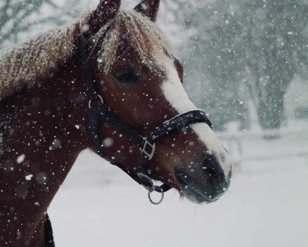 dressage horse Falke 173 (German Riding Pony, 2009, from Farbenfroh C WE)