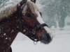 Dressurpferd Falke 173 (Deutsches Reitpony, 2009, von Farbenfroh C WE)