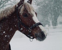 Dressurpferd Falke 173 (Deutsches Reitpony, 2009, von Farbenfroh C WE)