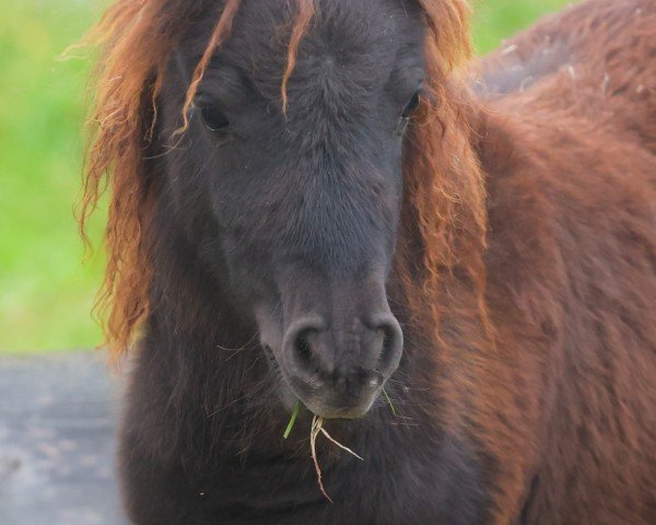 foal by Sia von den Alleegärten (Shetland pony (under 87 cm), 2024, from Elmhorst Elliot)