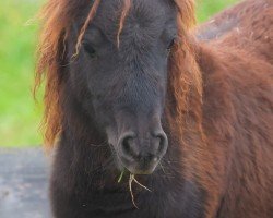 Fohlen von Sia von den Alleegärten (Shetland Pony (unter 87 cm), 2024, von Elmhorst Elliot)