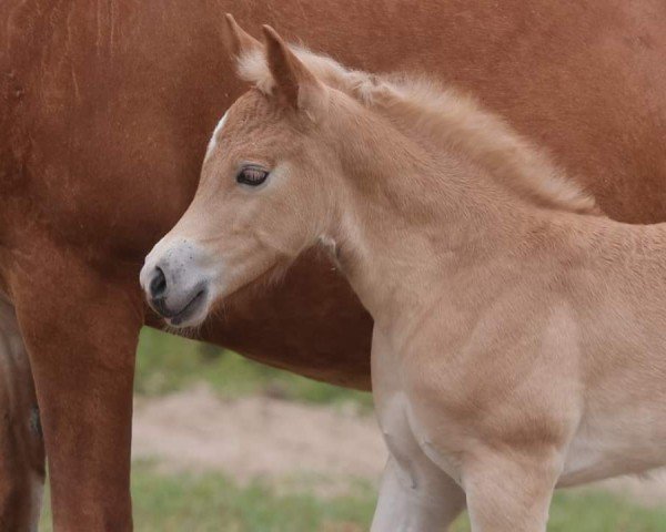 Fohlen von Samira-Sahar von den Alleegärten (Haflinger, 2024, von Bugatti)