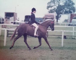 Pferd Crimble Brother Jay (British Riding Pony, 1973, von Bwlch Valentino)