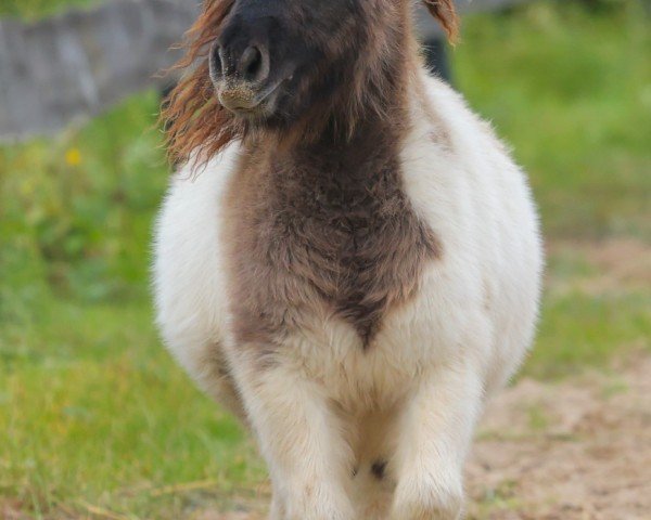 foal by Aimée von den Alleegärten (Shetland pony (under 87 cm), 2024, from Elijah von den Alleegärten)