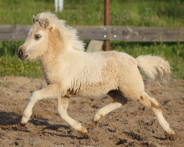 Fohlen von Charlotta von den Alleegärten (Shetland Pony (unter 87 cm), 2024, von Elijah von den Alleegärten)