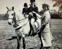 Zuchtstute Nantcol Annwyl (Welsh Pony (Sek.B), 1972, von Bowdell Quiver)