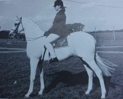 Zuchtstute Bychan Marianne (British Riding Pony,  , von Cusop Dignity)