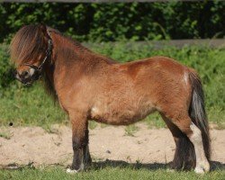 Pferd Graciana von den Alleegärten (Shetland Pony (unter 87 cm), 2021, von Elmhorst Elliot)