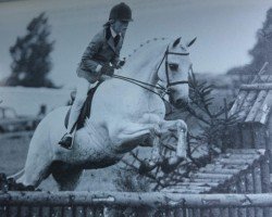 horse Basford Eventide (Welsh Partbred, 1977, from Basford Elegant)