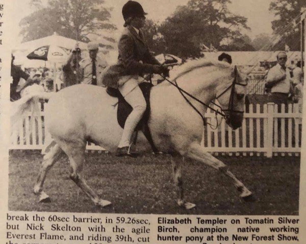 Pferd Tomatin Silver Birch (New-Forest-Pony, 1973, von Tomatin Golden Gorse)