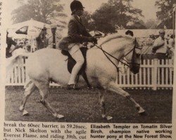 Pferd Tomatin Silver Birch (New-Forest-Pony, 1973, von Tomatin Golden Gorse)