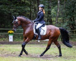 jumper Don Diarado 2 (Oldenburg show jumper, 2011, from Diarado)