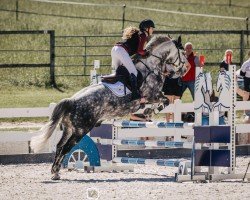 jumper Bailey's Daydream (Connemara Pony, 2016, from Doonhill Billy)