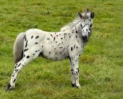 foal by El Descarado (Dt.Part-bred Shetland pony, 2024, from Enorm)