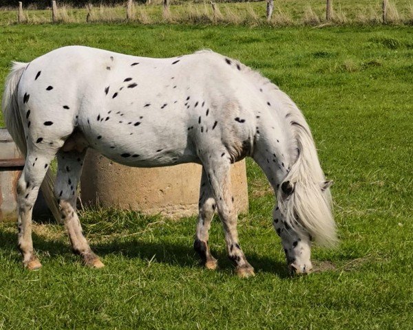 stallion Enorm (Dt.Part-bred Shetland pony, 2009, from El Dorado)