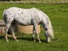 Deckhengst Enorm (Dt.Part-bred Shetland Pony, 2009, von El Dorado)