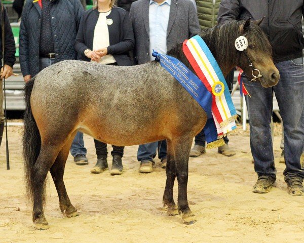 broodmare Eisfee (Dt.Part-bred Shetland pony, 2019, from Flamenco)