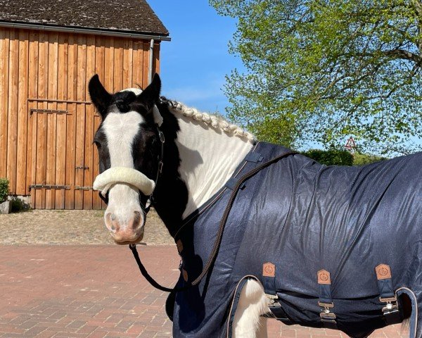 dressage horse Koko (Tinker-Mix / Pinto Tinker / Crossbreed, 2012)