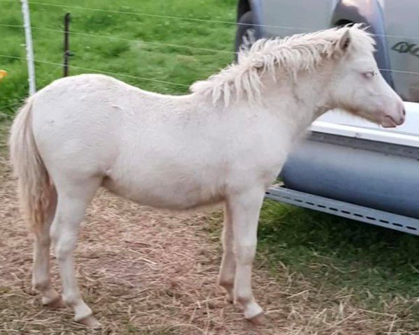 Fohlen von Vajavo von Salza (Shetland Pony, 2024, von Meerhusens Valentino)