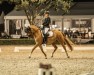 dressage horse Captain Keeps Cool (German Riding Pony, 2015, from Cocktailzauber)