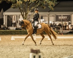 dressage horse Captain Keeps Cool (German Riding Pony, 2015, from Cocktailzauber)