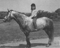 stallion Erin Laddie (Connemara Pony, 1959, from Tooreen Laddie)