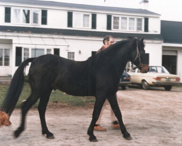 Deckhengst Texas Hope (Connemara-Pony, 1950, von Little Heaven xx)