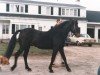 stallion Texas Hope (Connemara Pony, 1950, from Little Heaven xx)