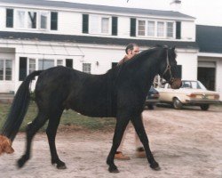 Deckhengst Texas Hope (Connemara-Pony, 1950, von Little Heaven xx)