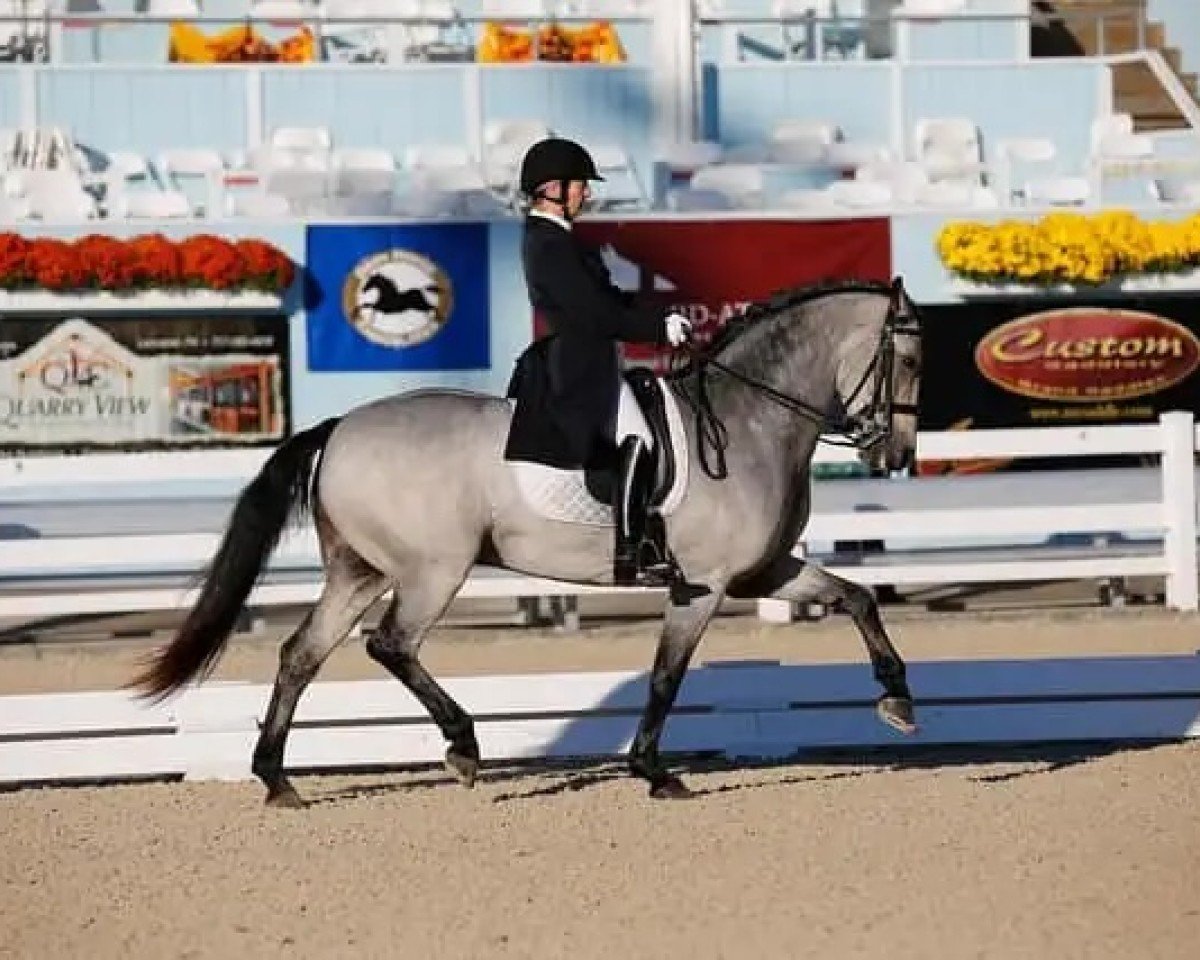Pferd Cedar's Padraig (Connemara-Pony, 1998, von Ridgetop O'Rian)