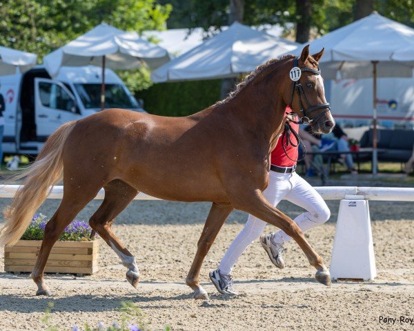 Zuchtstute Vencedora (Deutsches Reitpony, 2019, von Vincenzo NRW)