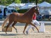 broodmare Vencedora (German Riding Pony, 2019, from Vincenzo NRW)