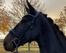 dressage horse Bobby W (Hanoverian, 2017, from Buckingham)