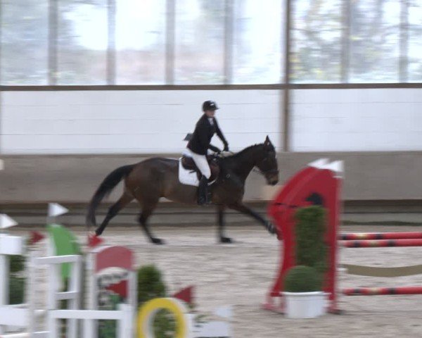 Reitturnier Langenfeld - Gut Langfort 2024