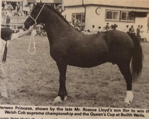 Zuchtstute Derwen Princess (Welsh-Cob (Sek. D), 1972, von Nebo Black Magic)